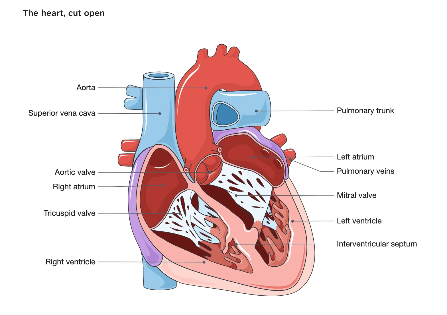 A labelled drawing of the heart cut open in the notes: the aorta, the superior vena cava, both atria and ventricles, the valves and the pulmonary veins.